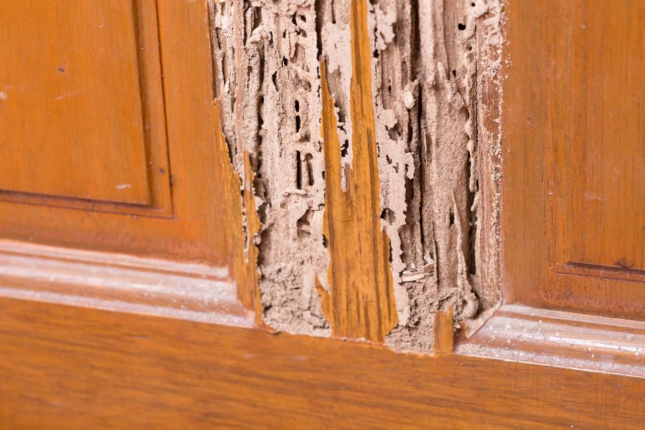 Wooden Doors Suffer from Termite Exposure
